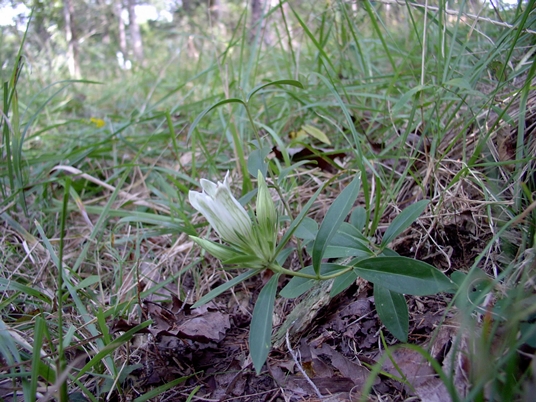 {Gentiana villosa}